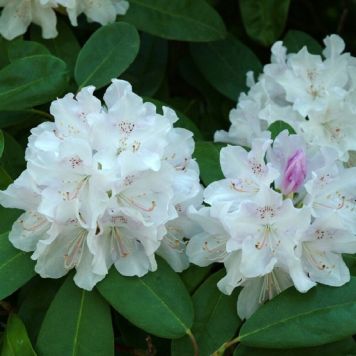Rhododendron 'Cunninghams White' 40-50 cm