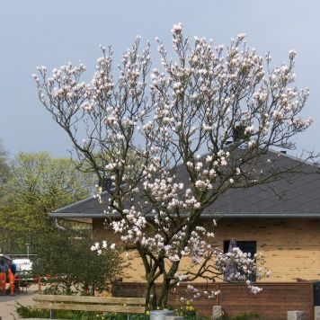 Almindelig magnolie Magnolia Soulangiana 150-175 cm