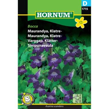 Hornum blomsterfrø Maurandya, Klatre-