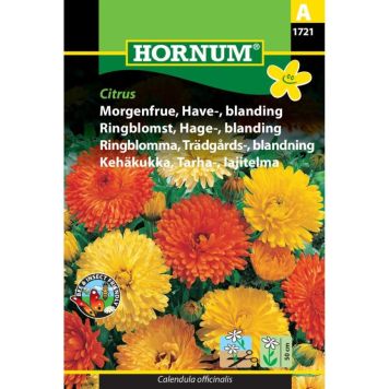 Hornum blomsterfrø Morgenfrue, Have-, blanding Citrus