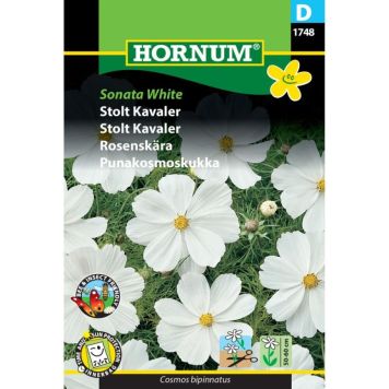 Hornum blomsterfrø Stolt Kavaler Sonata White