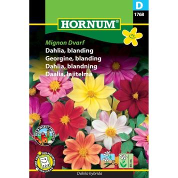 Hornum blomsterfrø Dahlia, blanding