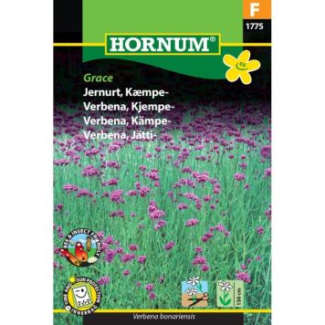 Hornum blomsterfrø Jernurt, Kæmpe-