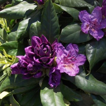 Rhododendron 'Lees Dark Purple' 40-50 cm