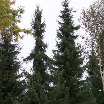 Serbisk søjlegran Picea Omorika 150-175 cm
