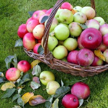 Familietræ æble med 3 sorter 150-175 cm