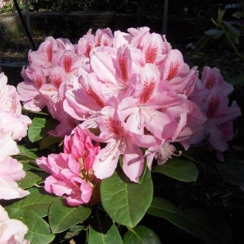 Rhododendron 'Furnivals Daughter' 40-50 cm