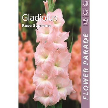 Kapiteyn blomsterløg gladiolus Pink 7 stk.