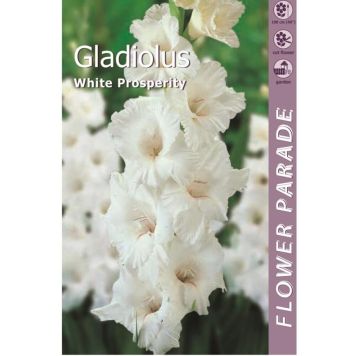 Kapiteyn blomsterløg gladiolus White 7 stk.