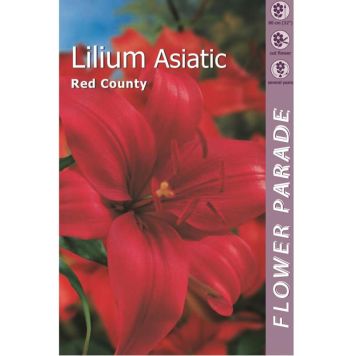 Kapiteyn blomsterløg lilje Lilium Red 1 stk.  