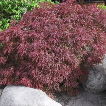 Japansk løn Acer palmatum 'Dissectum Garnet' 60-80 cm