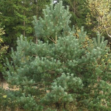 Skovfyr Pinus Sylvestris 150-175 cm