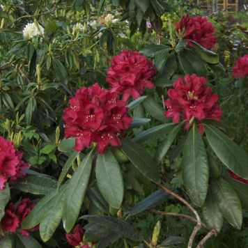 Rhododendron 'Nova Zembla' 60-80 cm