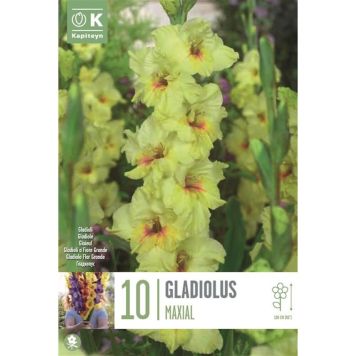 Kapiteyn blomsterløg gladiolus Maxial 10 stk. 