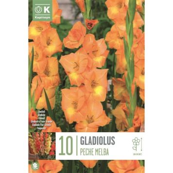 Kapiteyn blomsterløg gladiolus Peche Melba 10 stk. 