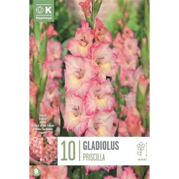 Kapiteyn blomsterløg gladiolus Priscilla 10 stk. 