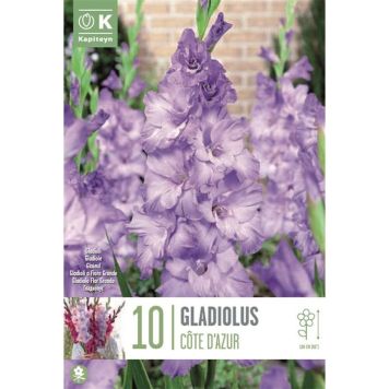 Kapiteyn blomsterløg gladiolus Cote D´azur 10 stk.  