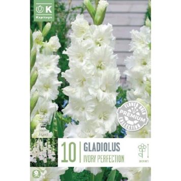 Kapiteyn blomsterløg gladiolus Ivory Perfection 10 stk. 