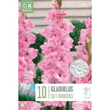 Kapiteyn blomsterløg gladiolus Soft Innocence 10 stk. 