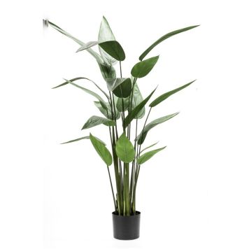 Emerald Heliconia med potte 125 cm 