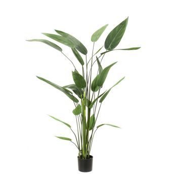Emerald Heliconia med potte 175 cm 