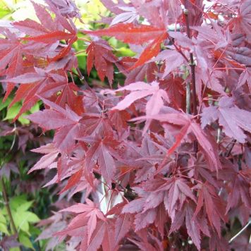 Rødbladet japansk løn Acer 'Atropurpureum' 125-150 cm