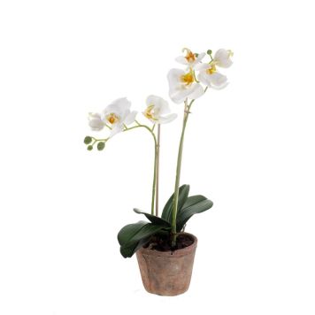 Emerald orkidé hvid 56 cm