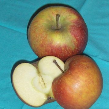 Æbletræ 'Ingrid Marie' espalier 150-175 cm