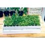 Pindstrup minidrivhus Minikap til 60 planter