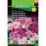 Hornum blomsterfrø Petunia, blanding