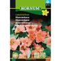 Hornum blomsterfrø blomsterkarse Ladybird Rose