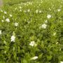 Småbladet hvid vintergrøn Vinca Minor 'Alba'