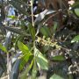 Oliventræ Olea Europaea 170-200 cm