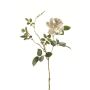 Emerald rose Dianna creme 75 cm