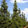 Vandgran Metasequoia Glyptostroboides 175-200 cm