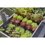 Gardena startsæt Micro-Drip t/højbed 35 planter