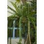 Emerald kunstig hængeplante fern 95 cm 