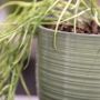 Soendgen Keramik planteskjuler Bergamo grøn Ø13-19 cm