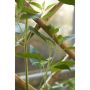 Lauvring espalier Longo bambus 120x100 cm