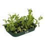 Elho plantebakke Green Basics Grow Tray M grøn