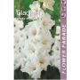 Kapiteyn blomsterløg gladiolus White 7 stk.