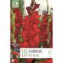 Kapiteyn blomsterløg gladiolus Red Balance 10 stk. 