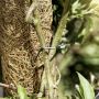 Windhager plantestøtte kokos 110 cm