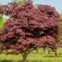 Japansk løn Acer palmatum 'Bloodgood' 60-80 cm