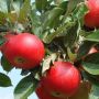 5 æbletræer i forskellige sorter 140-180 cm