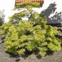 Japansk løn Acer palmatum 'Dissectum' 60-80 cm