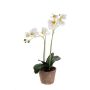 Emerald orkidé hvid 56 cm