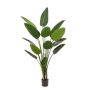 Emerald Strelitzia plante i plast krukke 190 cm 