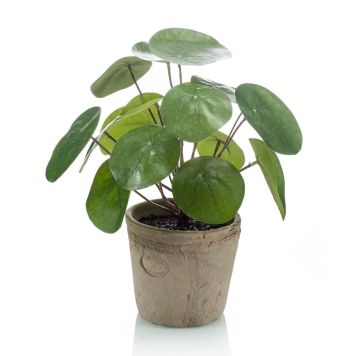 Emerald pilea i keramikpotte 22 cm