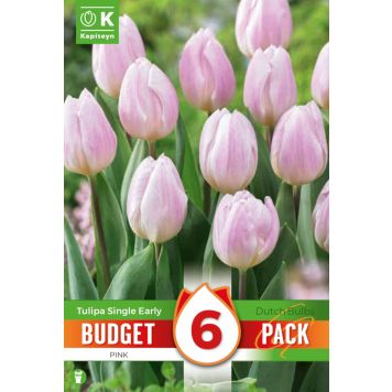 Kapiteyn blomsterløg tulipan Single Early Pink budget 6 stk. 